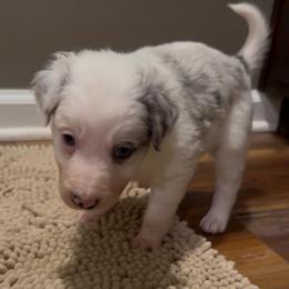 Avery girl - Slate merle female Border Collie puppy in Fairview, Tennessee from Hoffman Forest Acres LLC