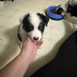 Black tri male w tail - Black tri-color male Australian Shepherd puppy in Middletown, Delaware from Everline Aussies