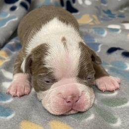 Scotch - Red male Boston Terrier puppy in Corning, California from SB Bostons