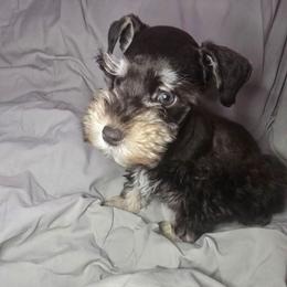 Liver boy 2 - Liver male Miniature Schnauzer puppy in Calera, Alabama from Burnett Cove Kennels