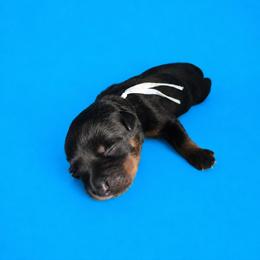 Xoro - Black and mahogany male Rottweiler puppy in Talbott, Tennessee from Exodus' Rottweilers