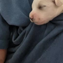 Girl 1 - White female Bichon Frise puppy in Towson, Maryland from Baltimore Bichons, Inc.