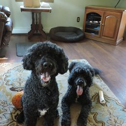 Portuguese Water Dogs from Sherry N Rady