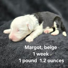 Margot - Gray and white female Old English Sheepdog puppy in Sutherlin, Oregon from Sapphire Eyes Sheepdogs