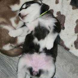 Girl 2 'Onyx' lime green collar - Gray and white female Alaskan Malamute puppy in Grayson County, Virginia from River Bend Malamutes