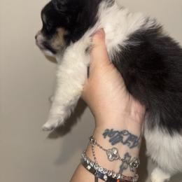 Lola - Tri-colored female Pomeranian puppy in Fredericksburg, Virginia from Designer Dog Society