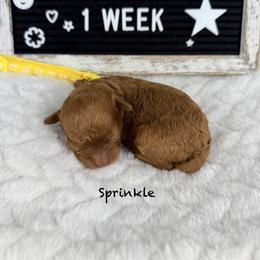 Sprinkle - Red  female Poodle puppy in Florida from Adorable Toy-Miniature Poodles