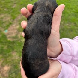 Chaol - Red male Dachshund puppy in Troup, Texas from East Texas Dachshunds
