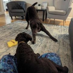 Curly-Coated Retriever Puppies from Betacoil Curly Coated Retrievers