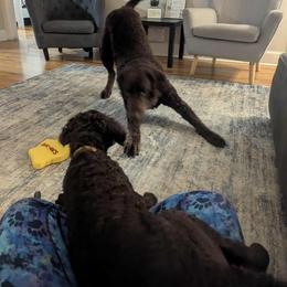 Curly-Coated Retriever Puppies from Betacoil Curly Coated Retrievers