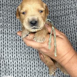 Comet (blue) - Golden male Golden Retriever puppy in Argyle, Texas from Skarlotte Goldens, LLC