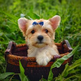 Companion Cross, Havanese, Mal-Shi, Maltese, Maltipoo, Morkie, and Shih Tzu Puppies from Seeking Shalom Acres Maltese, Maltipoos & Havamalts