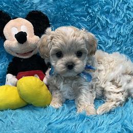 Tiny Toby - Apricot male Maltipoo puppy in Taft, Tennessee from Knight Pups