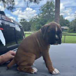 Bruce - Fawn male Boxer puppy in New Smyrna Beach, Florida from Beachside Boxers and Frenchies