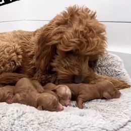 Poppy - Goldendoodle