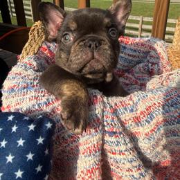 Justice - Blue male French Bulldog puppy in Carlisle, Ohio from Gibson Acres