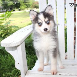 Shasta - Gray and white female Pomsky puppy in Murfreesboro, Tennessee from Middle Tennessee Pomskies