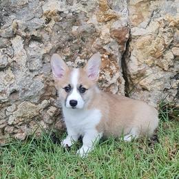 Pembroke Welsh Corgi Puppies from McCall Creek Corgis