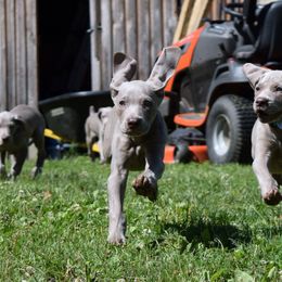 Weimaraner Puppies from Always Faithful Weimaraners