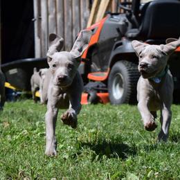 Weimaraner Puppies from Always Faithful Weimaraners