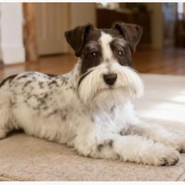 Lincoln - Miniature Schnauzer