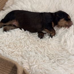 Bernedoodle Puppies from Reeces Pieces Puppies