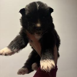 Boy 5 - Black tan and white male Siberian Husky puppy in Pelham, Alabama from Tails & Belles Dog Breeding