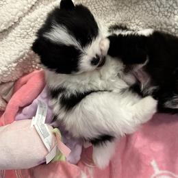 Oreo - Black parti male Pomeranian puppy in Childersburg, Alabama from A Sample Of Gods Love Kennels