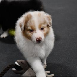 Stinger - Red merle male Australian Shepherd puppy in Kirksville, Missouri from BellSharps Australian Shepherds
