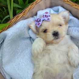Companion Cross, Havanese, Mal-Shi, Maltese, Maltipoo, Morkie, and Shih Tzu Puppies from Seeking Shalom Acres Maltese, Maltipoos & Havamalts