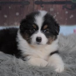 Nyx - Black tri-color female Australian Shepherd puppy in Fultonville, New York from Sandy Aussies & Pomeranians