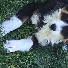Australian Shepherd Puppies from Toni Thompson's Australian Shepherds