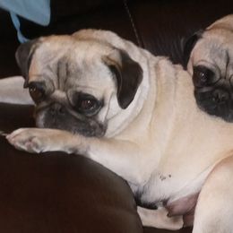 Pugs from Pappy's Pugs