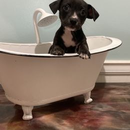Black and white tuxedo - Black and white female Teddy Roosevelt Terrier puppy in Russellville, Kentucky from Mud-E Acres Kennel