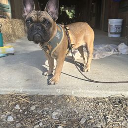 French Bulldog Puppies from Poppy’s Frenchies