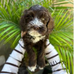 River - Chocolate male Australian Labradoodle puppy in Palmdale, California from Heavenly Doodles