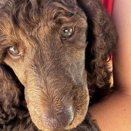 Poodle Puppies from Royal Dixie Poodles