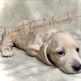 Ghostface - Cream male Dachshund puppy in Washington, North Carolina from Elegant Dachshunds-Eledox