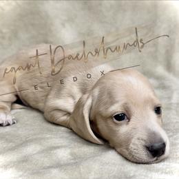 Ghostface - Cream male Dachshund puppy in Washington, North Carolina from Elegant Dachshunds-Eledox