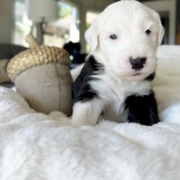 Old English Sheepdog and Sheepadoodle Puppies from The Great White Fluffalo