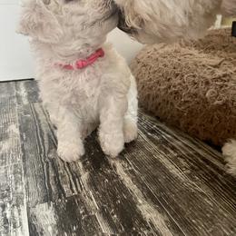 Bichon Frise Puppies from Christen’s Puppy Land