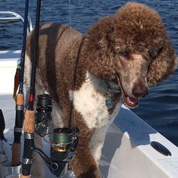 Monte - Poodle