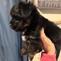 Shadow - Black and tan male Yorkshire Terrier puppy in Hulbert, Oklahoma from Timber Hills Yorkshire Terriers