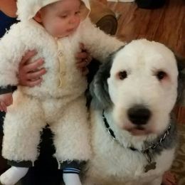 Old English Sheepdogs from Phoenix Old English Sheepdogs