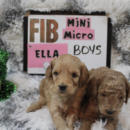 Goldendoodle and Poodle Puppies from Partridge Doodles and Poodles