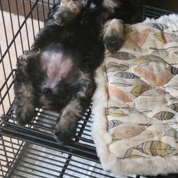 Cocker Spaniel Puppies from Blackwater Kennel