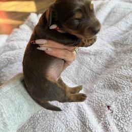 Poppy - Chocolate and tan female Dachshund puppy in Weatherford, Texas from Boujee Dachshunds