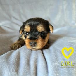 Emma - Black and gold female Yorkshire Terrier puppy in Nitro, West Virginia from Kathryn's Yorkies