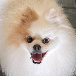 Pomeranians from Harmony Pomeranians
