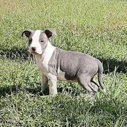 American Staffordshire Terrier and French Bulldog Puppies from Cicero Kennels